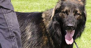 Security Dog Handler Courses Brisbane