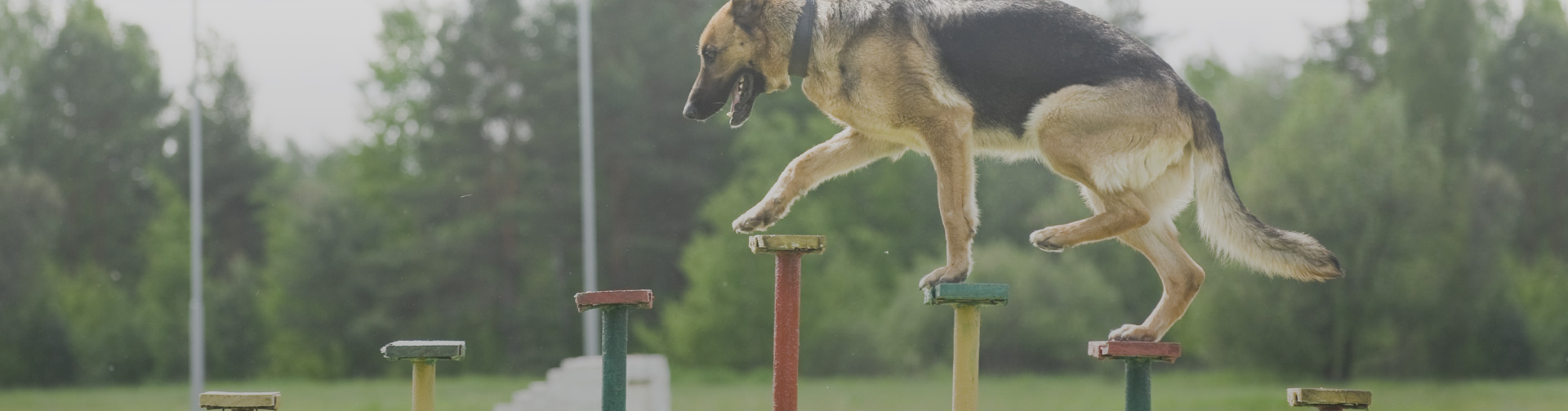 Security Dog Company Training In Brisbane
