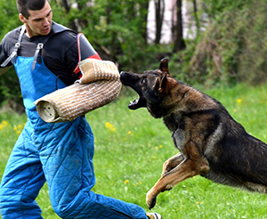 Security Dogs With Guard Training In Queensland